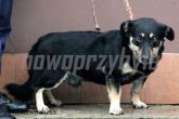 16.09.2013 SKĘPE PIES 57212